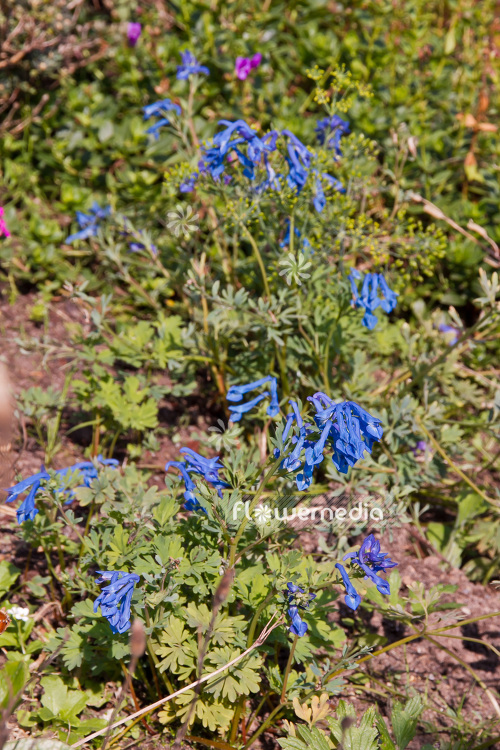 Corydalis 'Kingfisher' - Blue fumewort (102989)