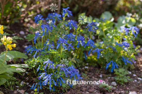 Corydalis 'Kingfisher' - Blue fumewort (105353)