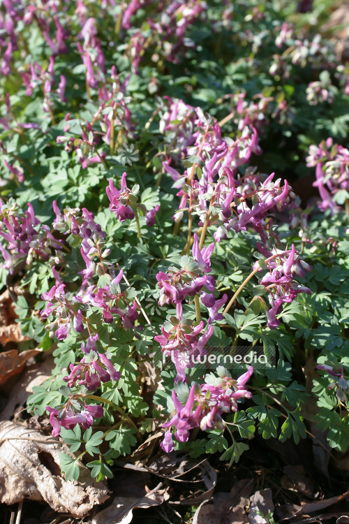 Corydalis solida - Solid-rooted fumewort (102990)
