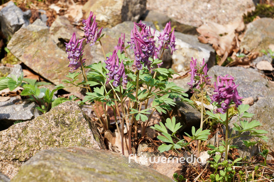 Corydalis solida - Solid-rooted fumewort (102991)