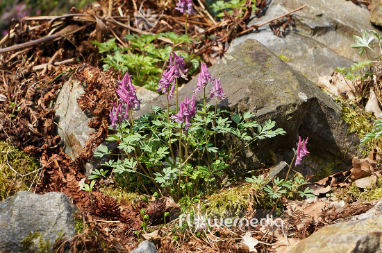 Corydalis solida - Solid-rooted fumewort (102992)