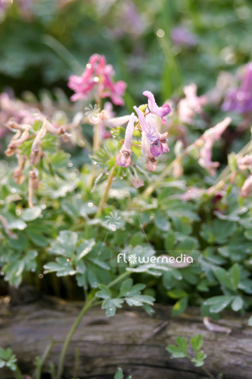 Corydalis solida - Solid-rooted fumewort (105354)