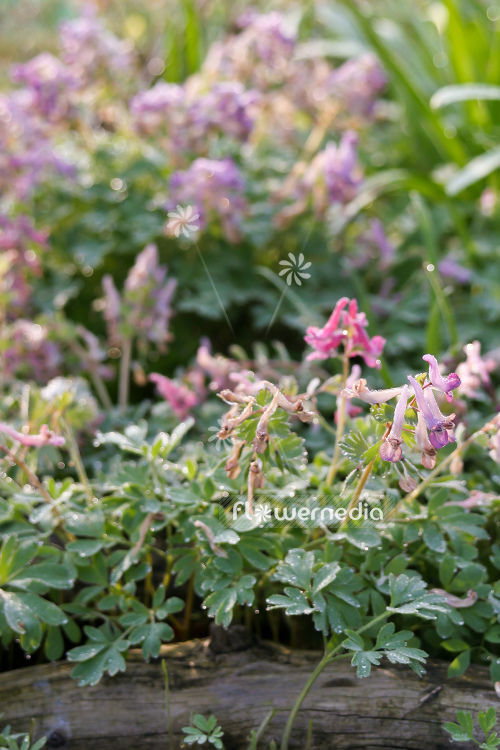 Corydalis solida - Solid-rooted fumewort (105355)