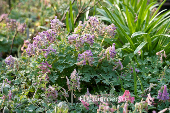Corydalis solida - Solid-rooted fumewort (105356)