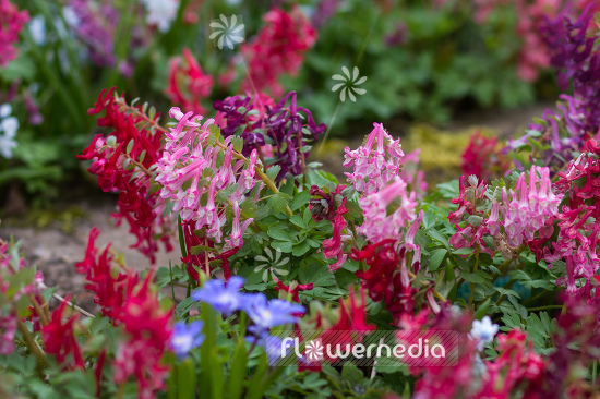 Corydalis solida - Solid-rooted fumewort (105357)