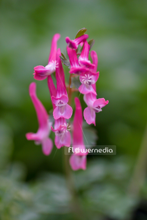 Corydalis solida 'Rubra' - Solid-rooted fumewort (102993)