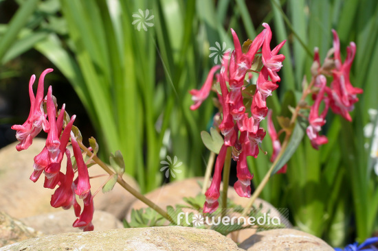 Corydalis solida 'Rubra' - Solid-rooted fumewort (103076)