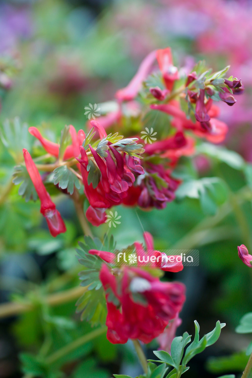 Corydalis solida 'Rubra' - Solid-rooted fumewort (105358)