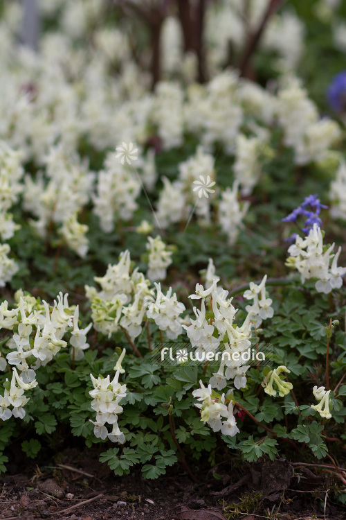 Corydalis solida ssp. incisa - Incised fumewort (102996)