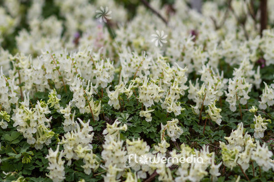 Corydalis solida ssp. incisa - Incised fumewort (102998)