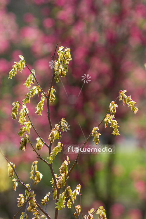 Corylopsis sinensis - Chinese winter hazel (105359)