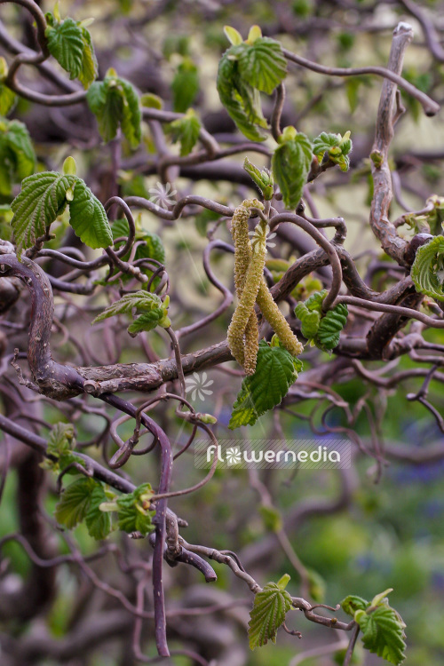 Corylus avellana 'Contorta' - Corkscrew hazel (103001)
