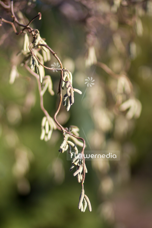 Corylus avellana 'Contorta' - Corkscrew hazel (103002)