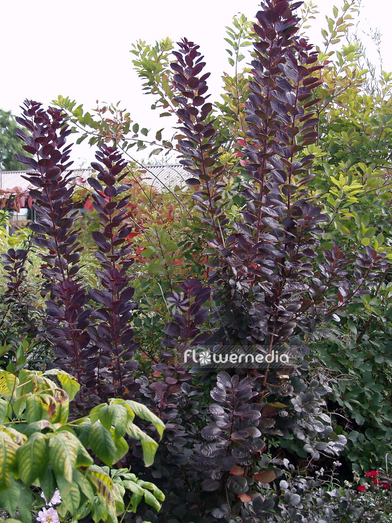 Cotinus coggygria 'Royal Purple' - Purple smoke bush (100696)