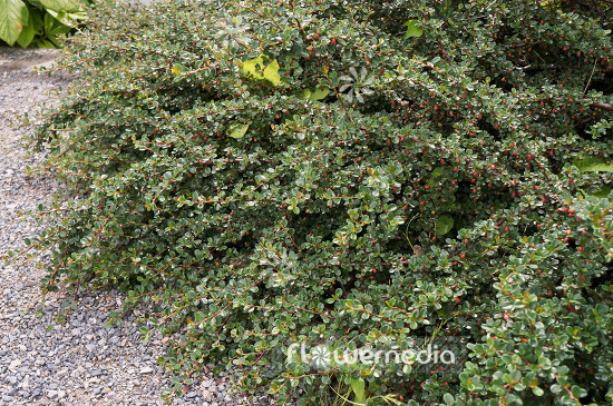 Cotoneaster cochleatus - Cotoneaster (103015)