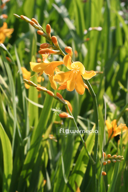 Crocosmia x crocosmiiflora 'Buttercup' - Montbretia (103022)