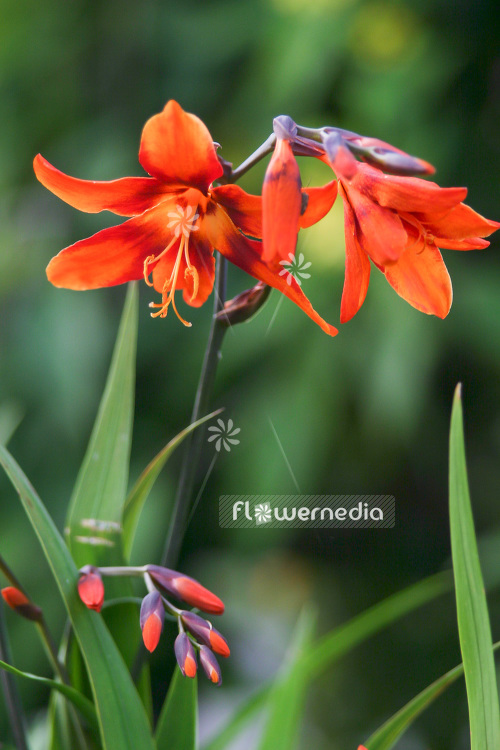 Crocosmia x crocosmiiflora 'Emily McKenzie' - Montbretia (103027)
