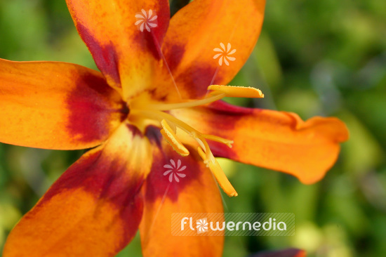 Crocosmia x crocosmiiflora 'Emily McKenzie' - Montbretia (103028)