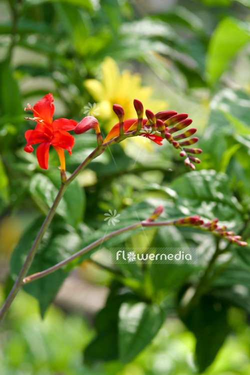 Crocosmia x crocosmiiflora 'Lucifer' - Montbretia (103029)