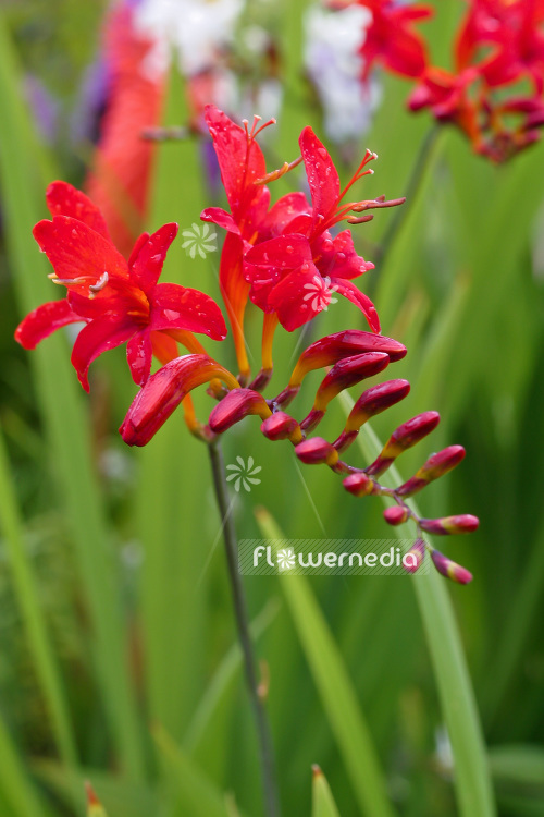 Crocosmia x crocosmiiflora 'Lucifer' - Montbretia (103030)