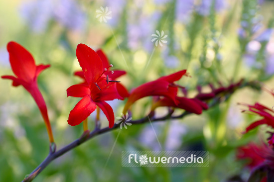 Crocosmia x crocosmiiflora 'Lucifer' - Montbretia (103031)