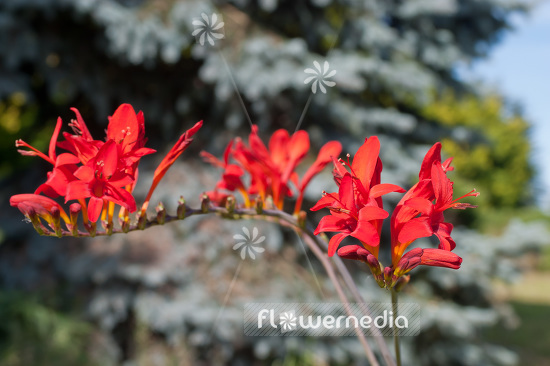 Crocosmia x crocosmiiflora 'Lucifer' - Montbretia (103033)