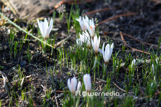 Crocus fleischeri - Crocus (106075)