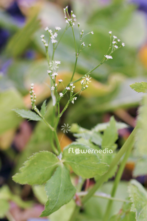 Cryptotaenia japonica - Mitsuba (103038)