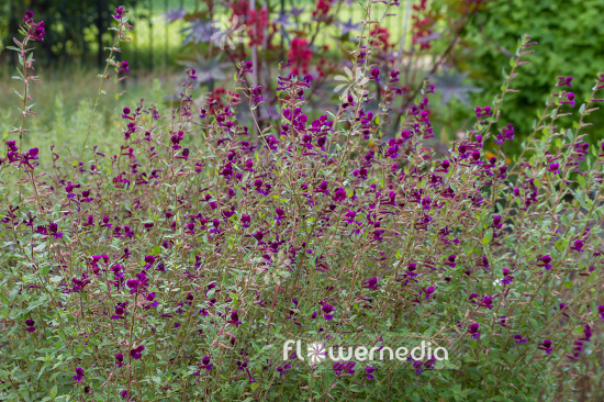 Cuphea lanceolata - Catchfly loosestrife (110003)