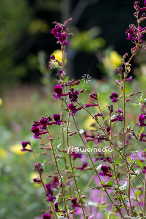 Cuphea lanceolata - Catchfly loosestrife (110007)