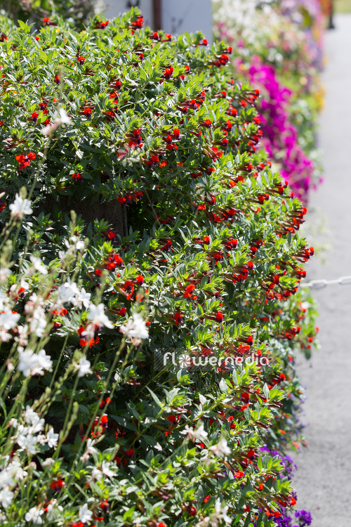 Cuphea llavea 'Torpedo' - Bat-faced cuphea (110014)