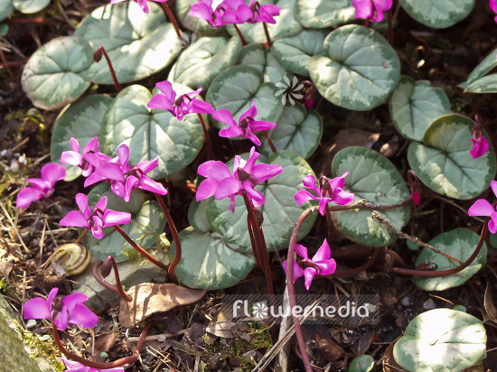 Cyclamen coum - Eastern cyclamen (100714)