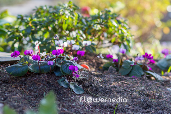 Cyclamen coum - Eastern cyclamen (103048)