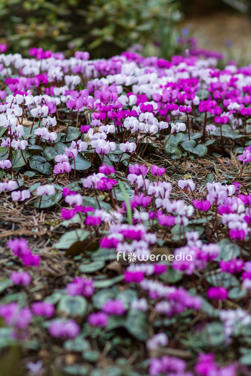 Cyclamen coum - Eastern cyclamen (105376)