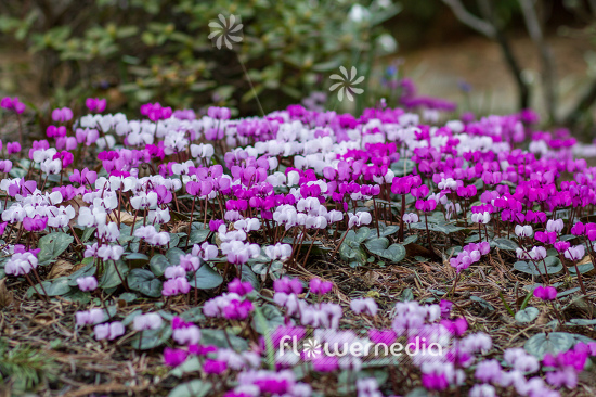 Cyclamen coum - Eastern cyclamen (105377)