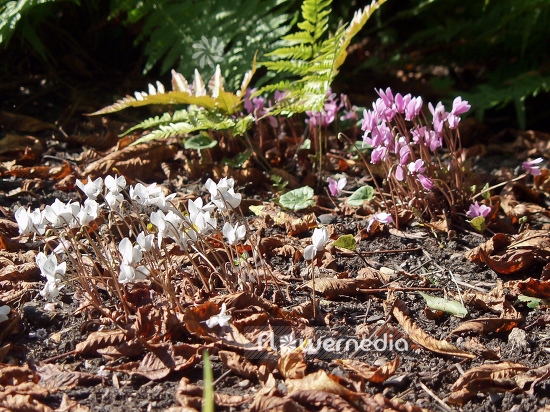 Cyclamen hederifolium - Ivy-leaved cyclamen (100715)