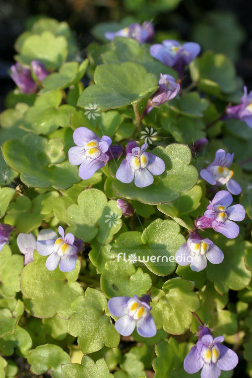 Cymbalaria muralis - Ivy-leaved toadflax (103054)