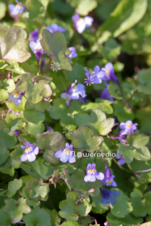 Cymbalaria muralis - Ivy-leaved toadflax (103056)