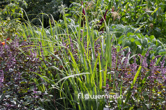 Cymbopogon citratus - Lemon grass (103060)