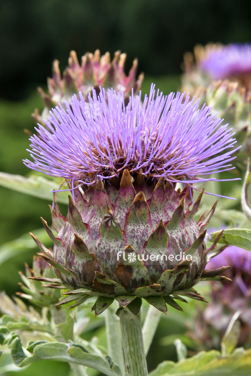 Cynara cardunculus - Globe artichoke (103062)