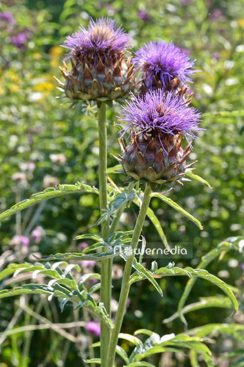 Cynara cardunculus - Globe artichoke (103063)