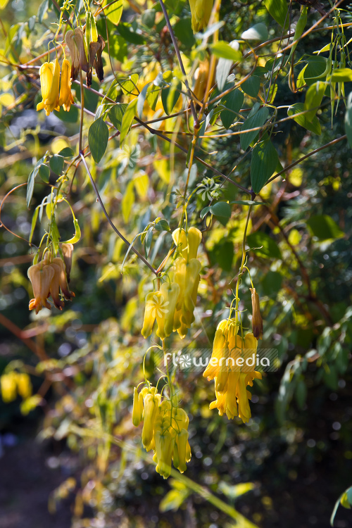 Dactylicapnos macrocapnos - Bleeding heart vine (105381)