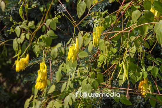 Dactylicapnos macrocapnos - Bleeding heart vine (106779)