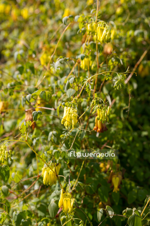 Dactylicapnos macrocapnos - Bleeding heart vine (106781)