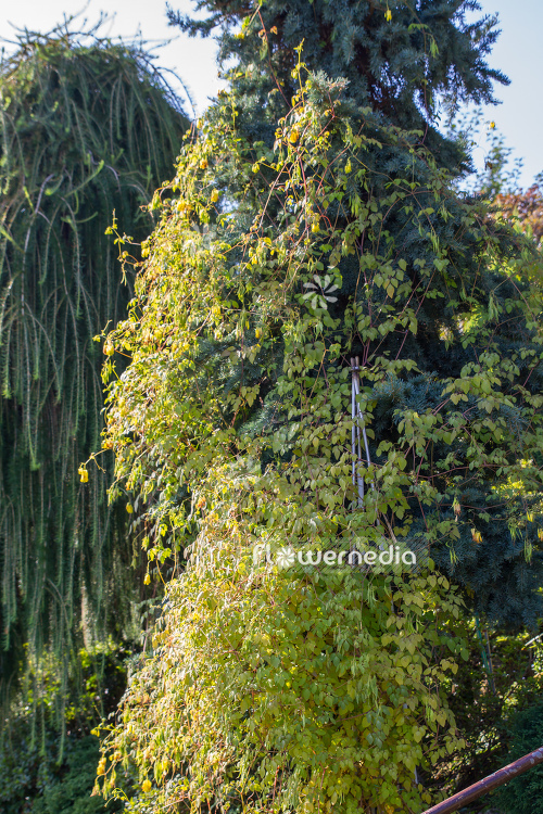 Dactylicapnos macrocapnos - Bleeding heart vine (106782)