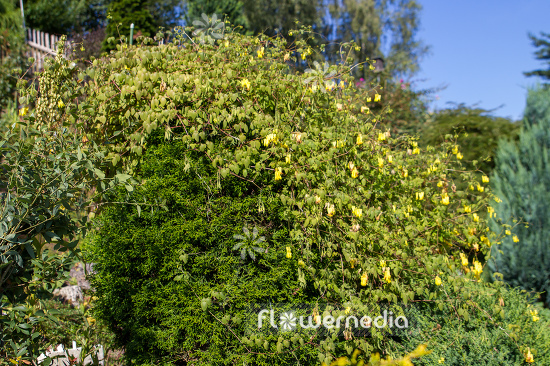 Dactylicapnos macrocapnos - Bleeding heart vine (106783)