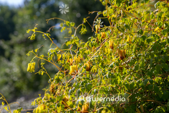 Dactylicapnos macrocapnos - Bleeding heart vine (106871)