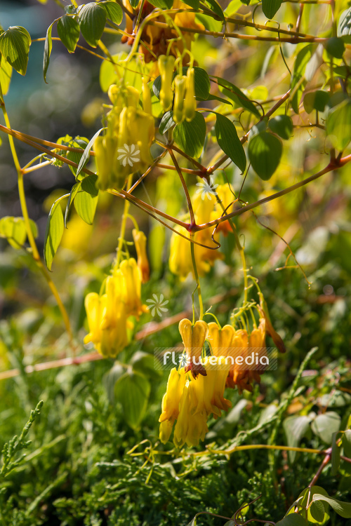 Dactylicapnos macrocapnos - Bleeding heart vine (106872)