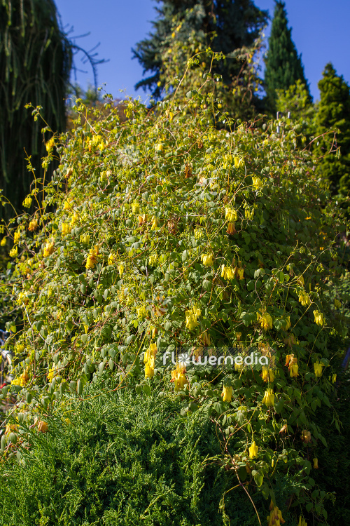 Dactylicapnos macrocapnos - Bleeding heart vine (106873)