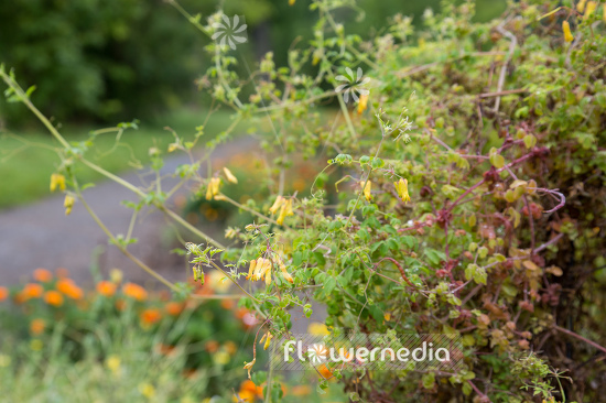 Dactylicapnos torulosa - Climbing dicentra (106874)